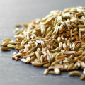 Factory price for sale quality fennel seeds fennel supplier